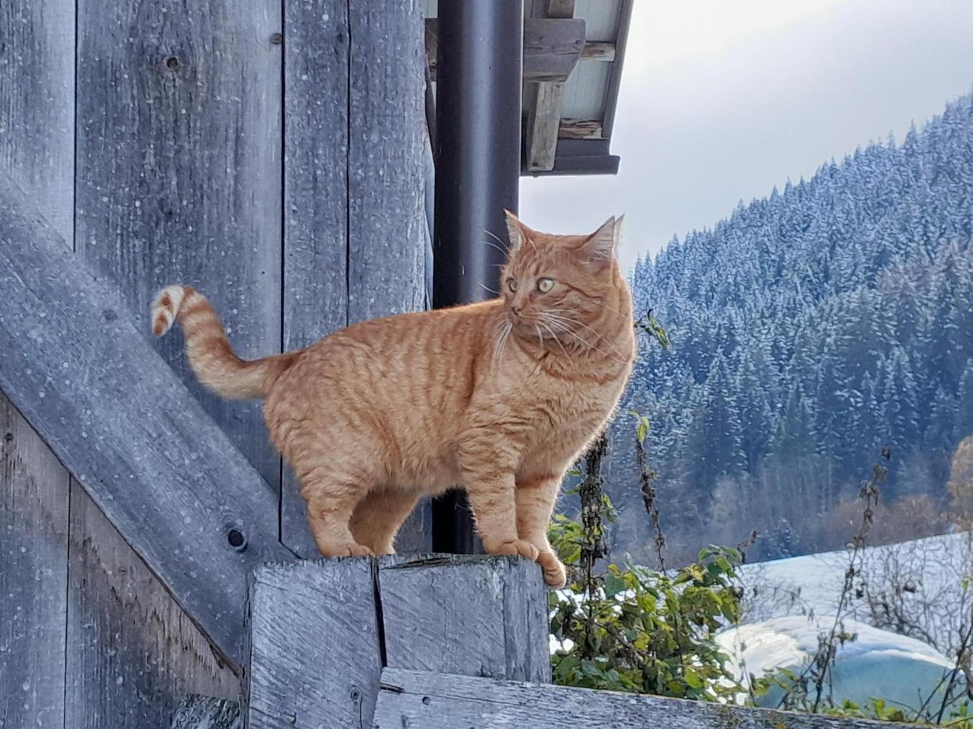 Ferienwohnung Althuberhof Planca di Sopra Exterior foto